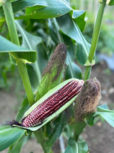 Load image into Gallery viewer, Ruby Queen Sweet Corn (4pcs/pack)