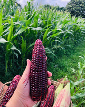Load image into Gallery viewer, Ruby Queen Sweet Corn (4pcs/pack)
