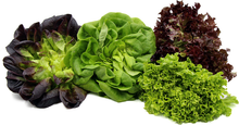 Load image into Gallery viewer, Salanova Oakleaf Lettuce (250g)