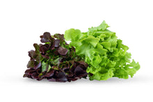 Load image into Gallery viewer, Salanova Oakleaf Lettuce (250g)