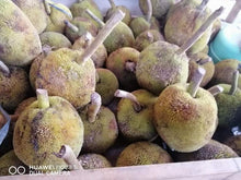 Load image into Gallery viewer, Marang (per pc) P180/kg *Amount to follow* (delivery: Sat)