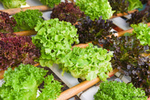 Load image into Gallery viewer, Salanova Oakleaf Lettuce (250g)