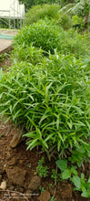 Load image into Gallery viewer, Tarragon Fresh (50g)