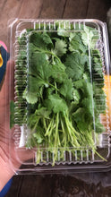 Load image into Gallery viewer, Herb Cilantro (50g)