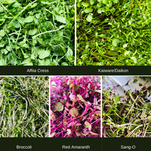 Load image into Gallery viewer, Microgreens (50g/pack)
