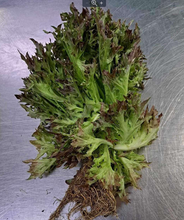 Load image into Gallery viewer, Salanova Frisee Lettuce
