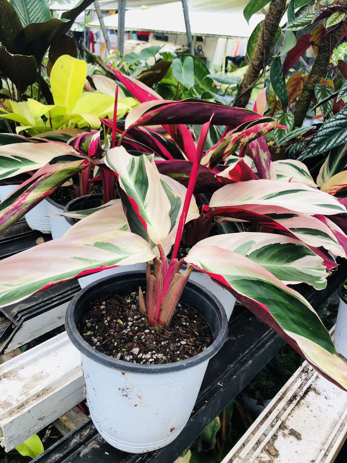 Calathea Stromanthe Triostar (per pot)