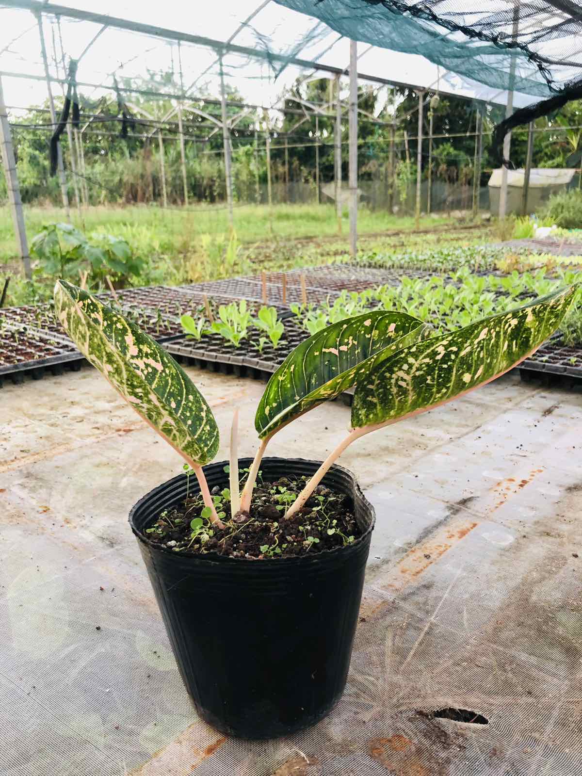 dona carmen aglaonema Doña Carmen Aglaonema (per pot)