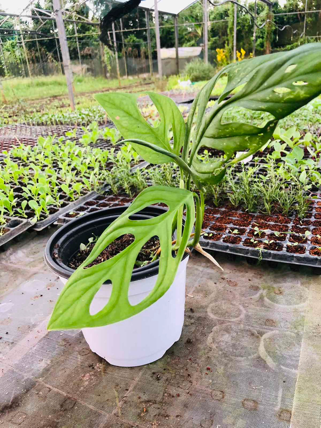 Eyelet Plant (per pot)