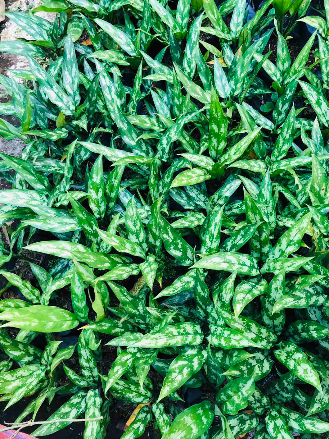 Green Aglaonema (per pot)