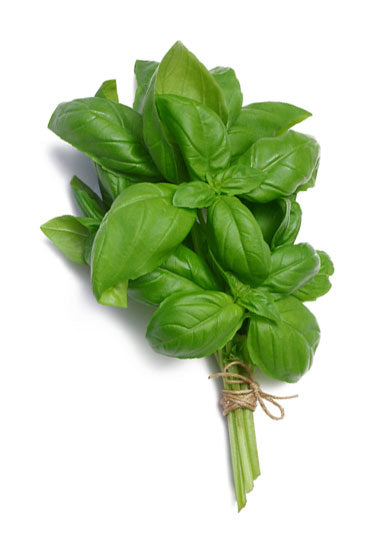 Herb Italian basil (50g)