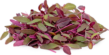 Load image into Gallery viewer, Microgreens (50g/pack)
