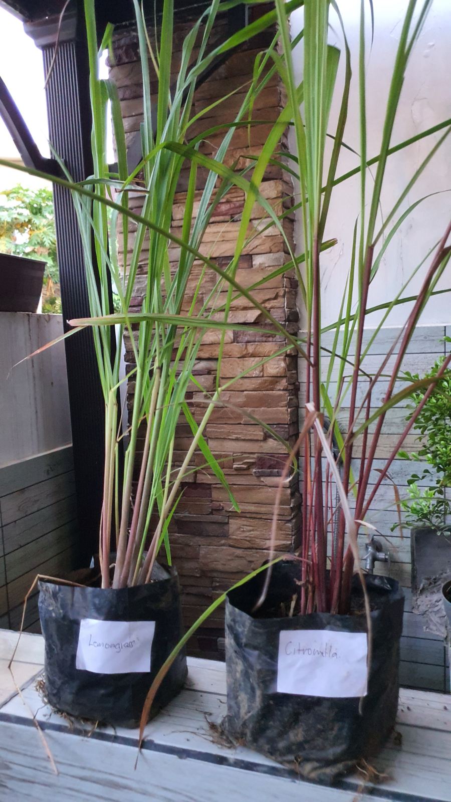citronella plant pot Potted Citronella