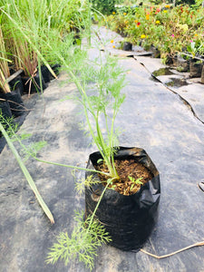 Potted Dill