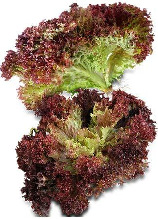Deep Red/Lollo rosso lettuce (500g)