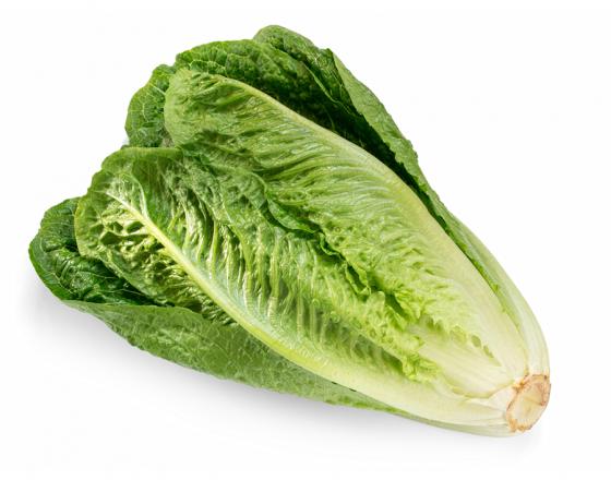 Choosing the Right Lettuce Variety for Hydroponic Cultivation