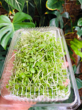 Load image into Gallery viewer, Micro Arugula (50g)
